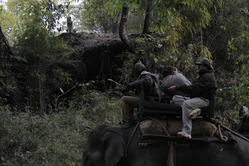 Bandhavgarh National Park: Sichtung von Tigerbabys vom Elefantenrücken