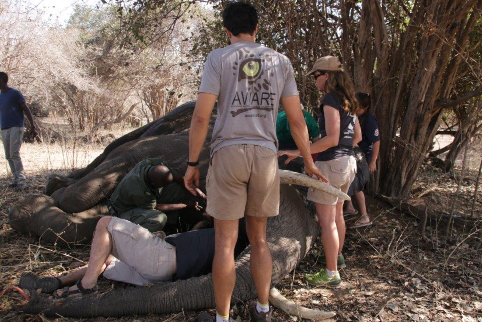 Anlegen eines Senderhalsbandes bei einem Elefanten Anlegen eines Senderhalsbandes bei einem Elefanten