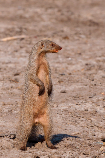 Belmond Savute Elephant Lodge Belmond Savute Elephant Lodge: Manguste