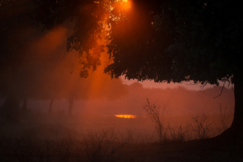 Chikwenya Camp Chikwenya Camp: Sonne bricht durch Baum