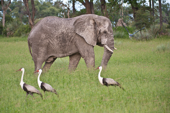 Chitabe Camp: Elefant und Klunkerkraniche