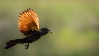 Daunara Safari Camp: Fork-tailed Drongo