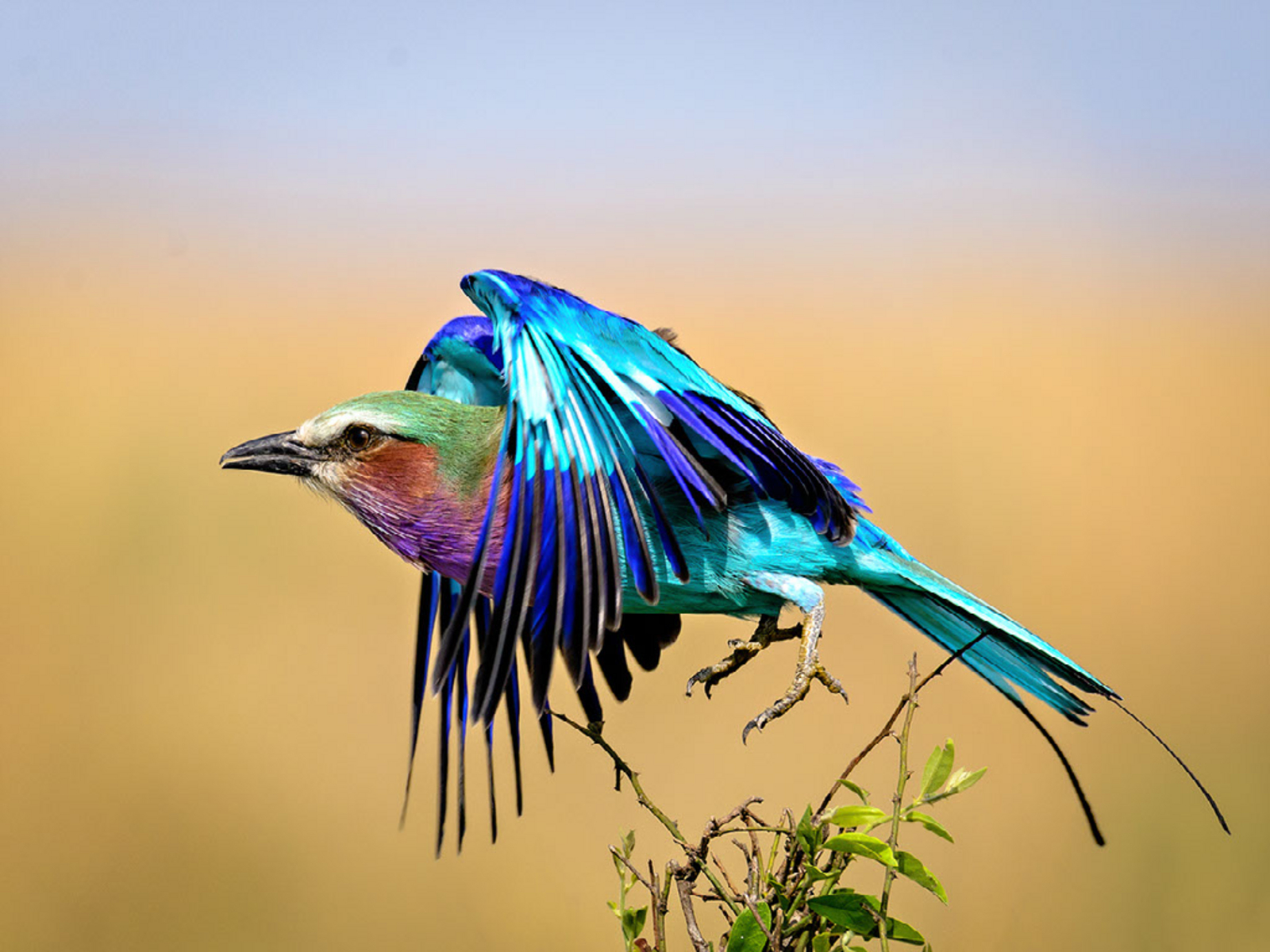 Entim Masai Mara Entim Masai Mara