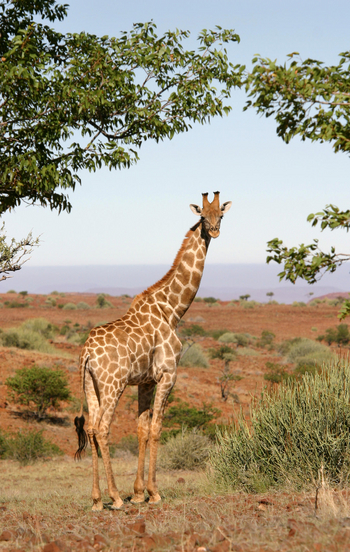 Etendeka Mountain Camp Etendeka Mountain Camp: Giraffe