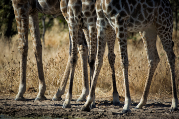 Etosha Heights Game Reserve: Tiere und Landschaft