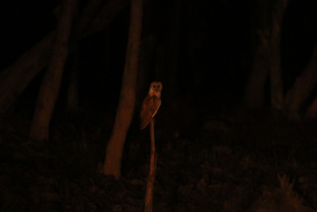 Forsyth Lodge Forsyth Lodge: Indian Barn Owl