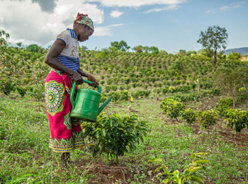 Gorongosa Safaris: Mitarbeiter gießt junge Sträucher