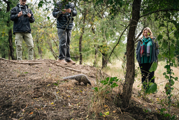 Gorongosa Safaris: Pangolin Foraging Walk