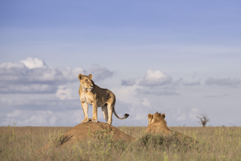 Governors' Mugie: Lion Tracking