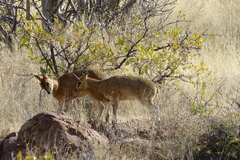 Grootberg Lodge Grootberg Lodge: Damara-Dik-Diks
