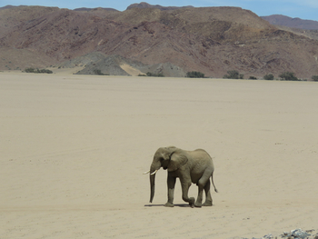 Huab Lodge: Wüstenelefant