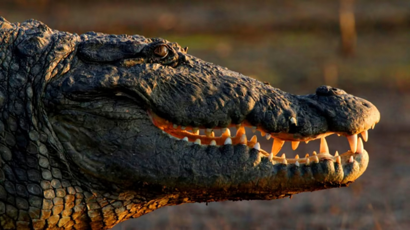 Reni Pani Jungle Lodge Reni Pani Jungle Lodge