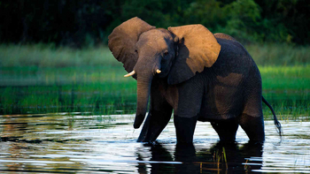Jacana Camp: Elefant im Wasser