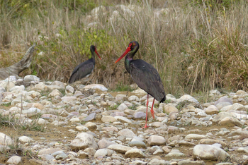 Jim's Jungle Retreat: Indian Scops Owl
