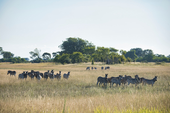 Karangoma Camp: Zebraherde