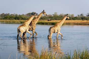 King's Pool Camp King's Pool Camp: Giraffen im Flutgebiet
