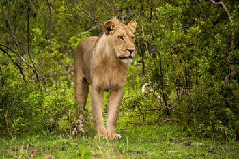 King's Pool Camp King's Pool Camp: Junges Löwenmännchen