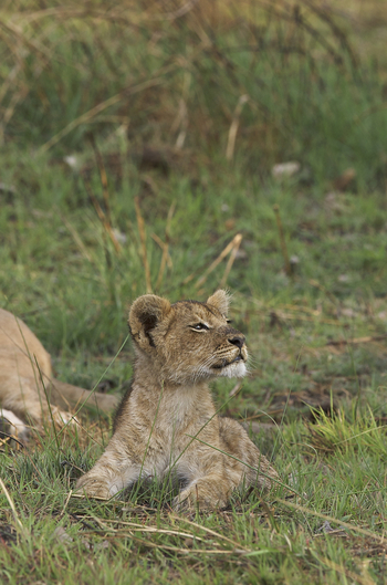 Konkamoya Lodge: Löwenkind