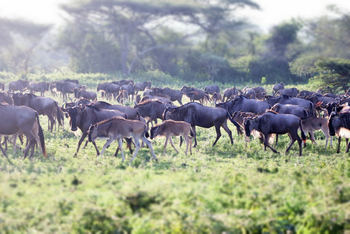 Legendary Nyasi Tented Camp: Gnuherde
