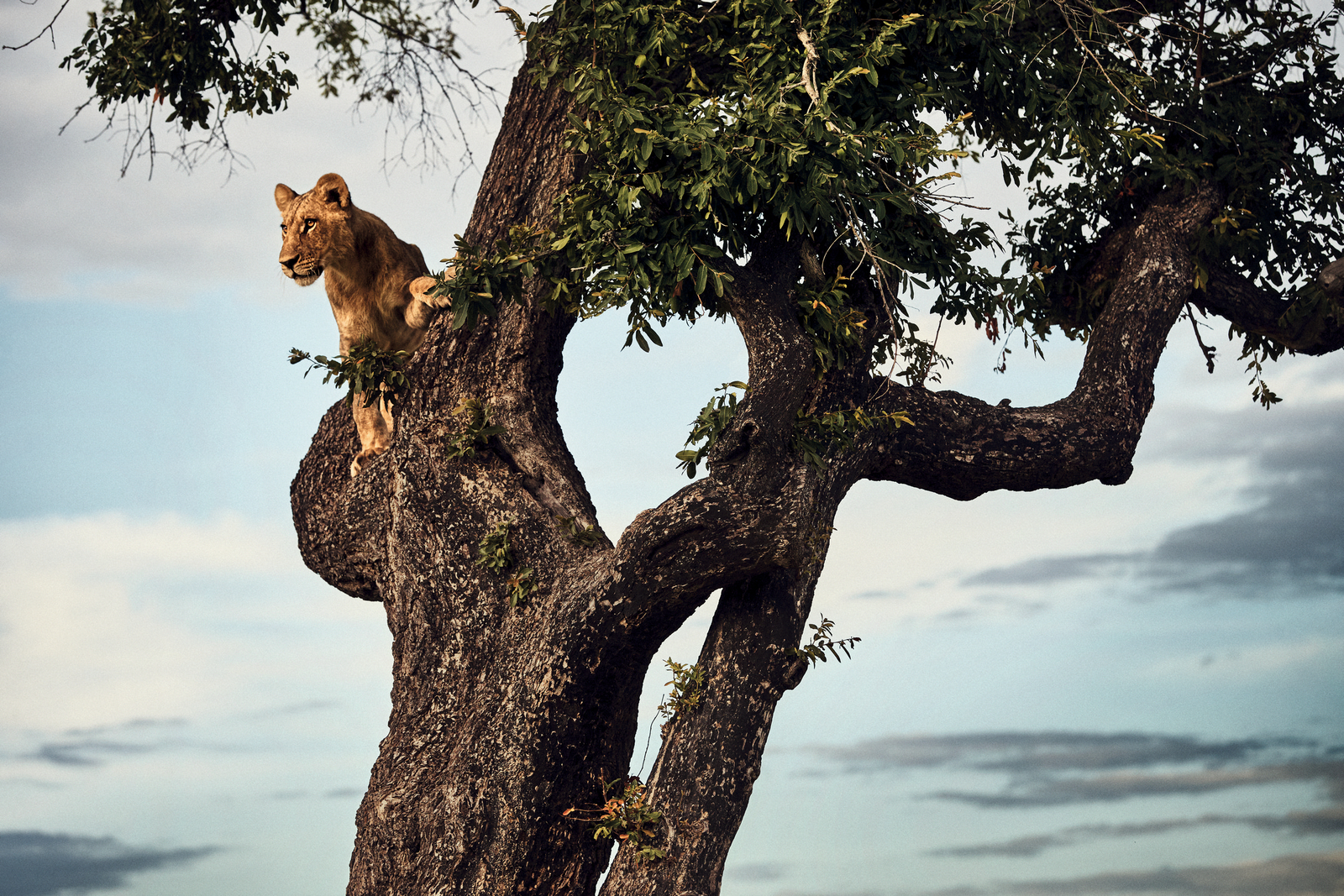 Mapula Lodge Mapula Lodge: Löwe im Baum