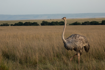 Mara Plains Camp: Strauß