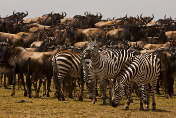 Mara Toto Tree Camp: Gnus und Zebras