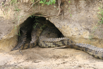 Mbali Mbali Katavi Camp: Krokodilschwänze