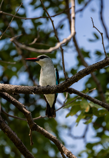 Mokolwane Camp: Woodland Kingfisher