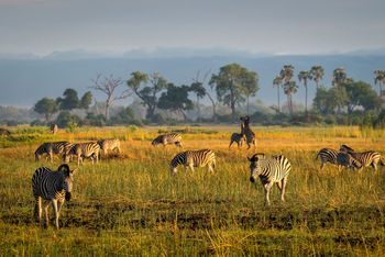 Mombo Camp: Zebras im Morgenlicht