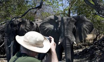 Ntemwa Busanga Bushcamp Ntemwa Busanga Bushcamp: Elefanten auf kurze Distanz