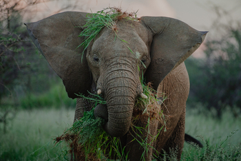 Old Traders Lodge: Elefant bei Grasmahlzeit