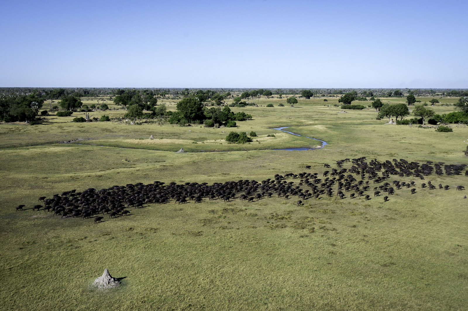 Qorokwe Camp Qorokwe Camp: Büffelherde Luftbild