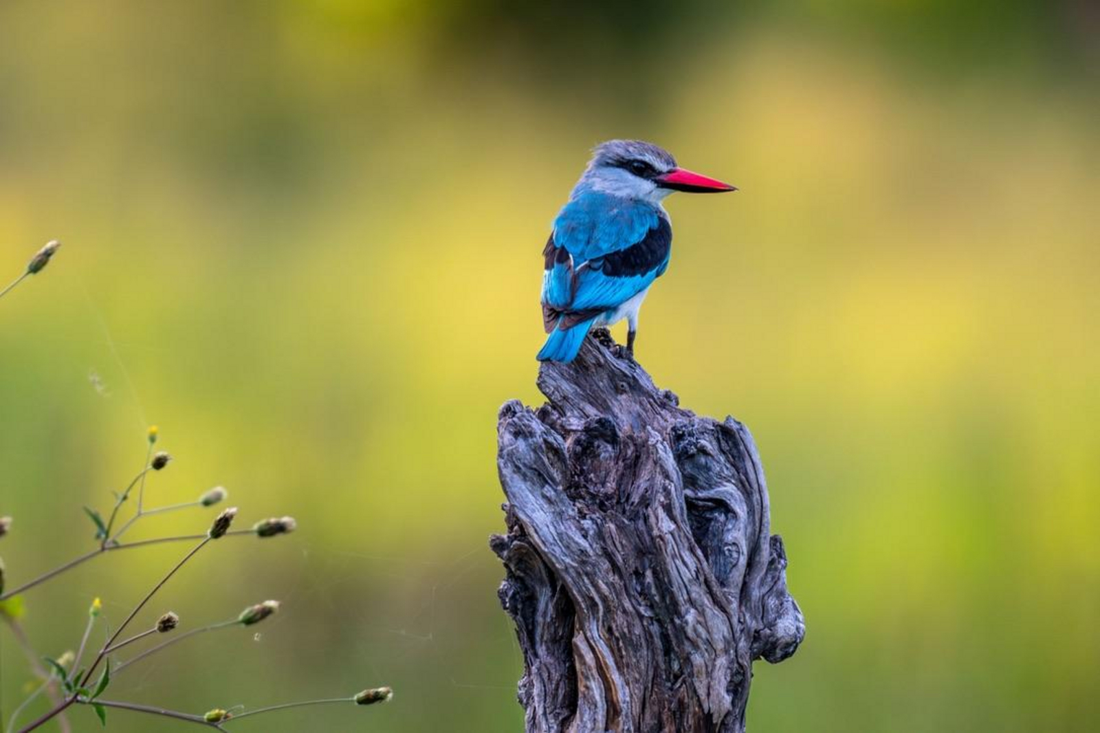 Saguni Safari Lodge Saguni Safari Lodge: Woodland Kingfisher