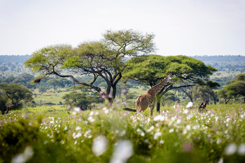 Sanctuary Swala: Giraffe