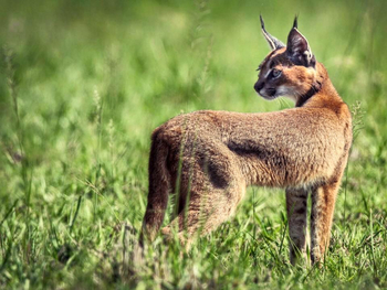 Saruni Mara Camp: Karakal