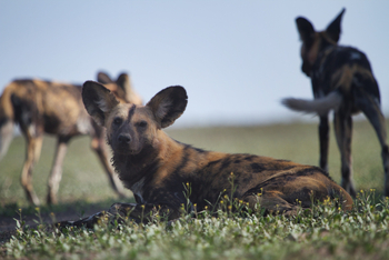 Serian Serengeti Lamai: Wildhunde