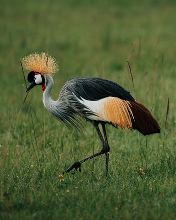Soroi Mara Bush Camp: Kronenkranich