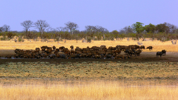 Camp Hwange: Büffelherde