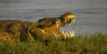 Classic Zambia Safaris Classic Zambia Safaris: Krokodilsrachen