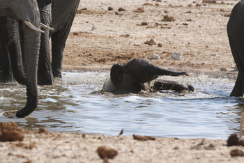 Dolomite Camp: Elefantenbaby im Wasserloch