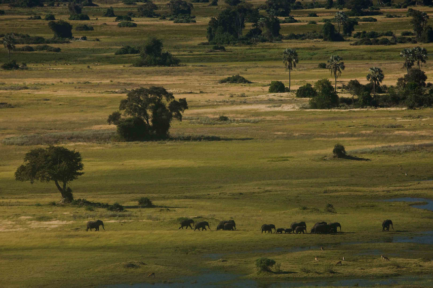 Duba Plains Camp