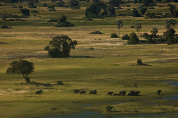 Duba Plains Camp: Elefanten in Deltalandschaft