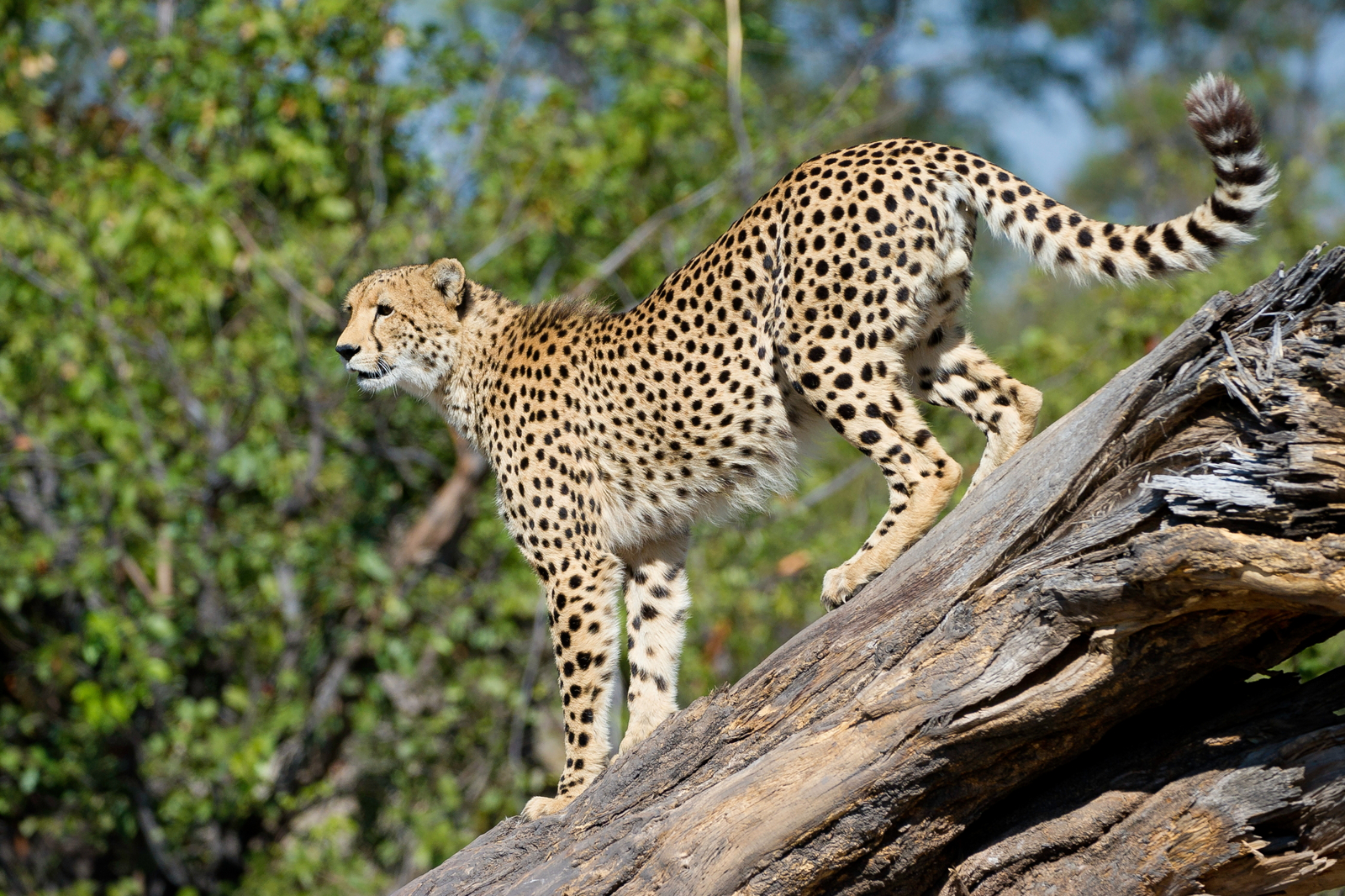 Duma Tau Camp Duma Tau Camp: Gepard