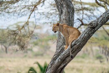 Elewana Serengeti Migration Camp: Löwin in einem Baum
