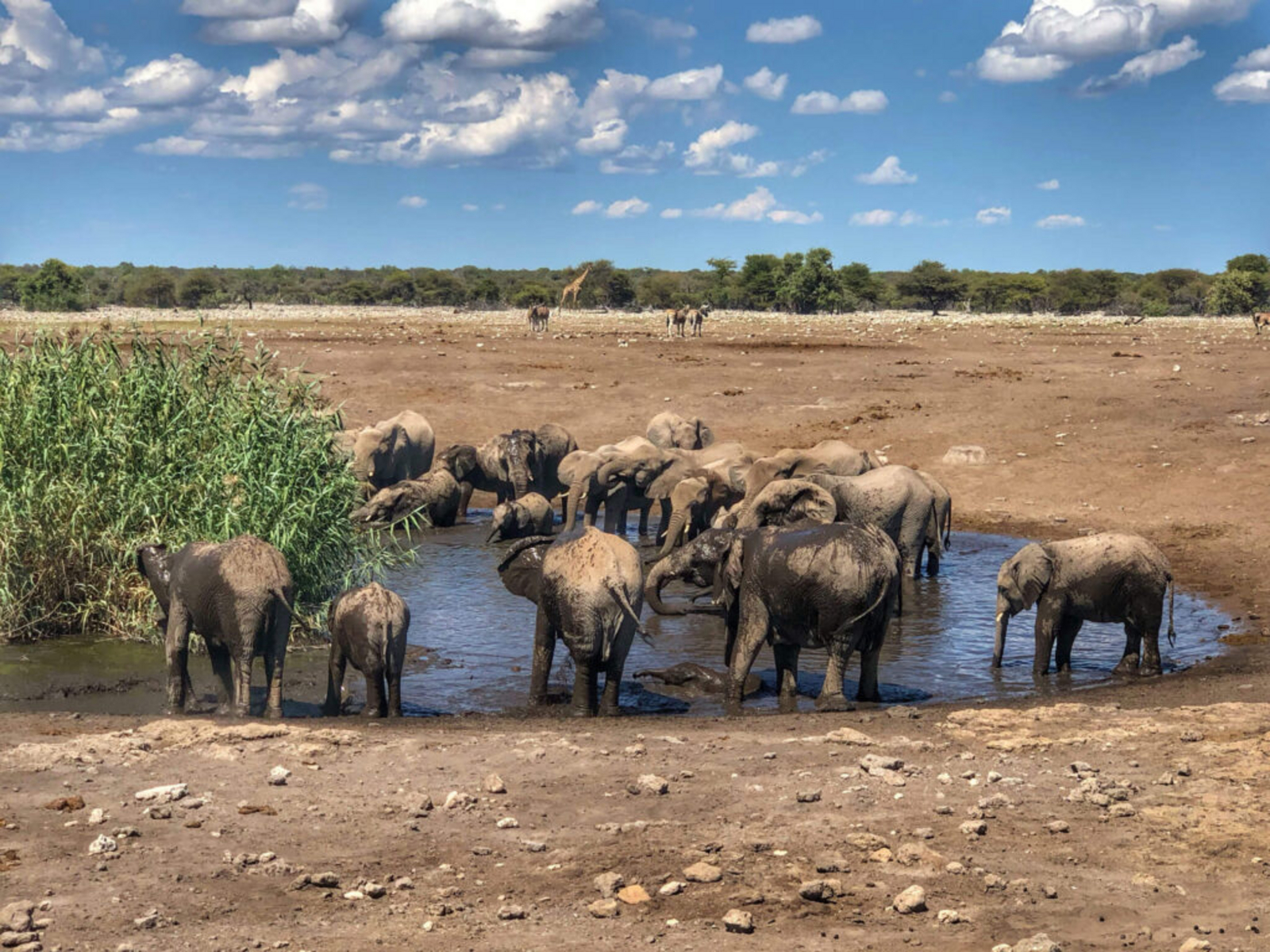 Emanya Etosha Game Lodge Emanya Etosha Game Lodge: Elefanten am Wasserloch