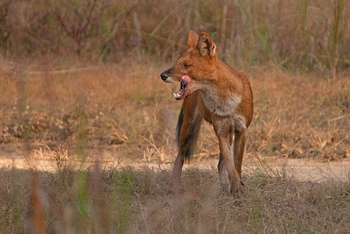Flame of the Forest Safari Lodge: Dhole