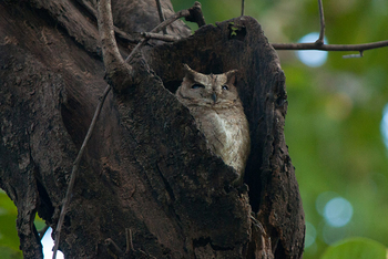 Flame of the Forest Safari Lodge: Scops Owl