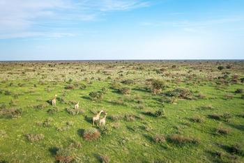 Gham Dhao Lodge Gham Dhao Lodge: Giraffen Luftbild