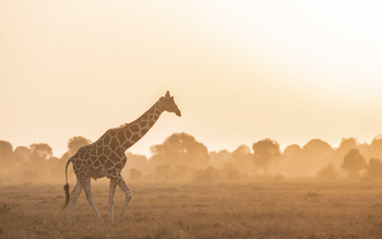 Governors' Mugie: Netzgiraffe