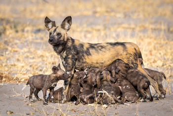 King's Pool Camp King's Pool Camp: Säugende Wildhündin